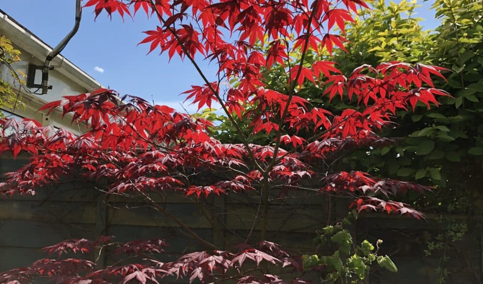 red leaf tree in garden