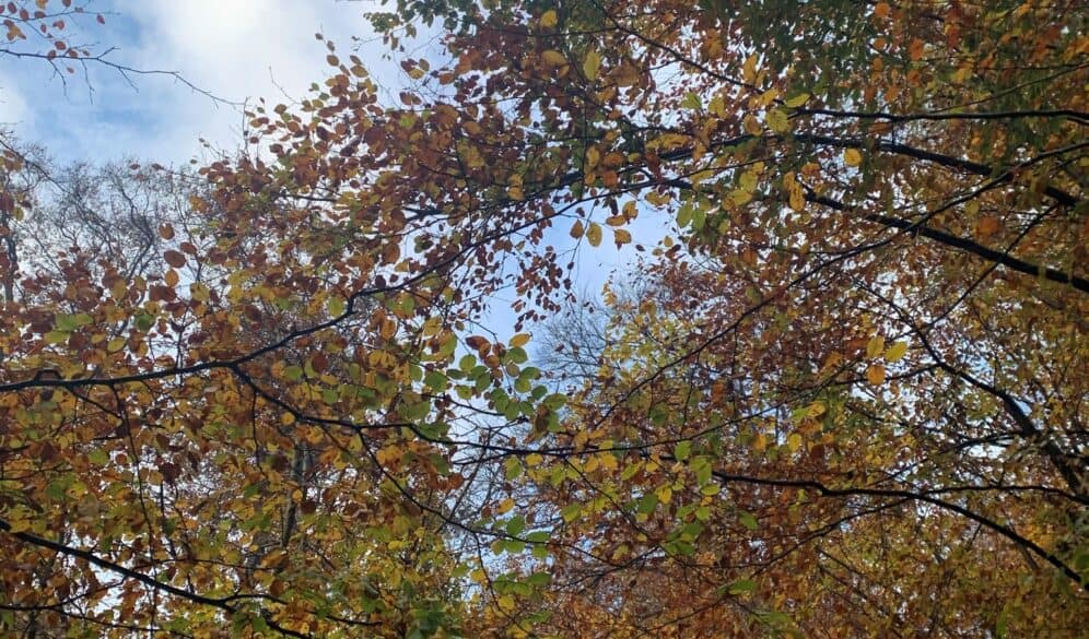 green leafy tree branches