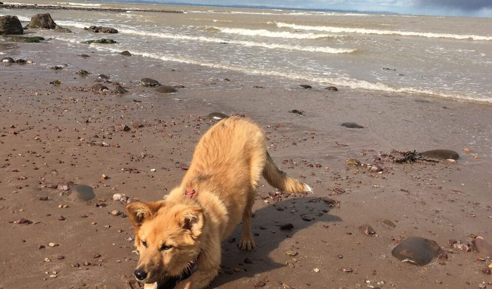 dog stretching on the sand