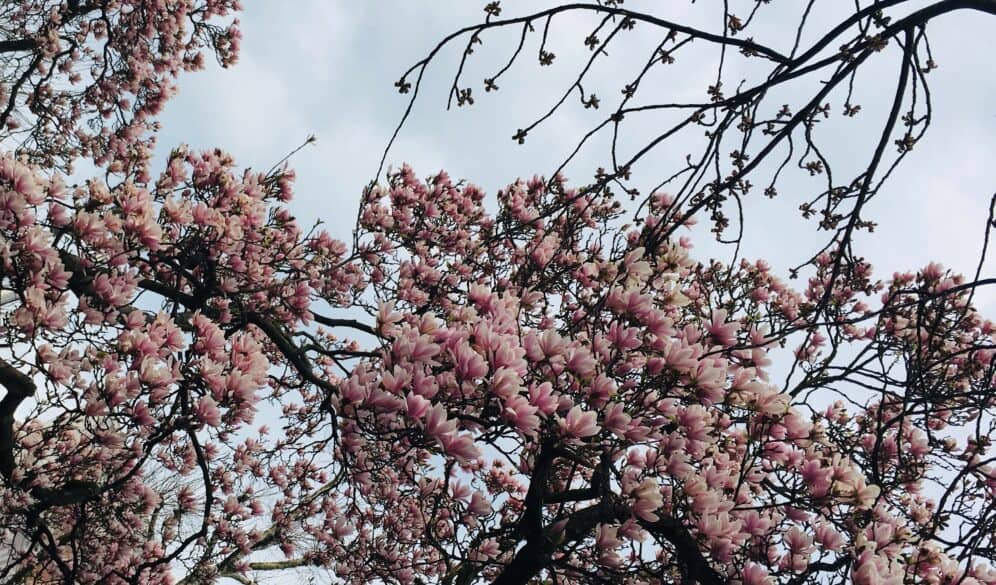 cherry blossoms