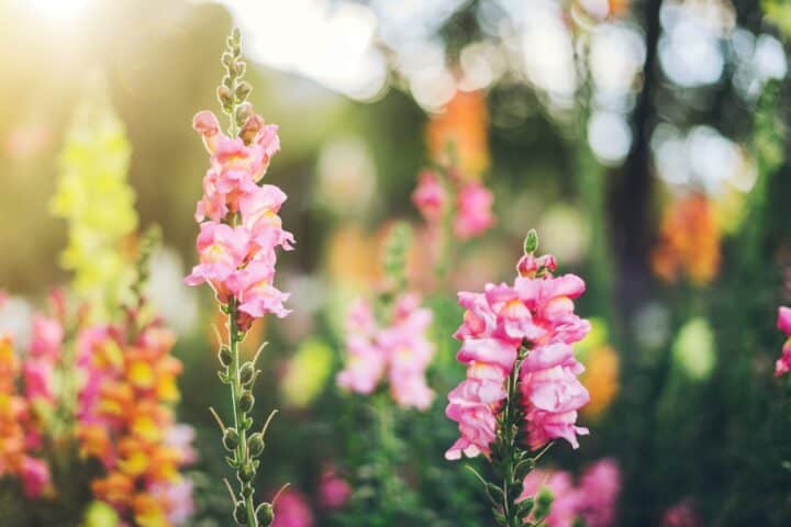 Snapdragon Flowers