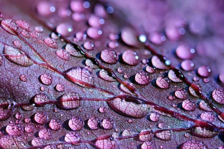 water droplets up close on a leaf